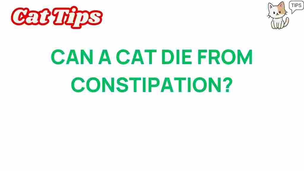 cat-die-from-constipation