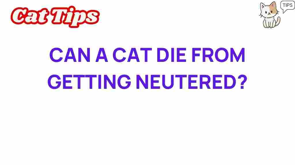 cat-neutering-safety