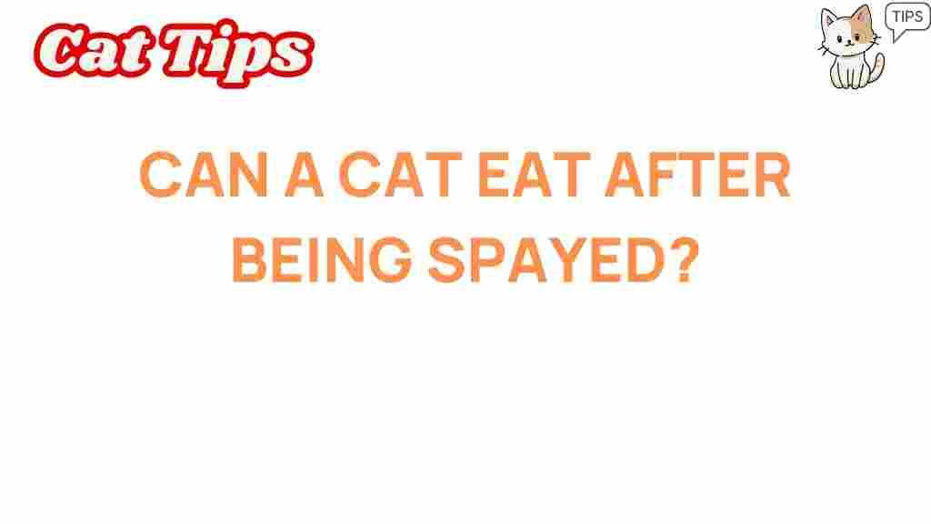 can-a-cat-eat-after-being-spayed