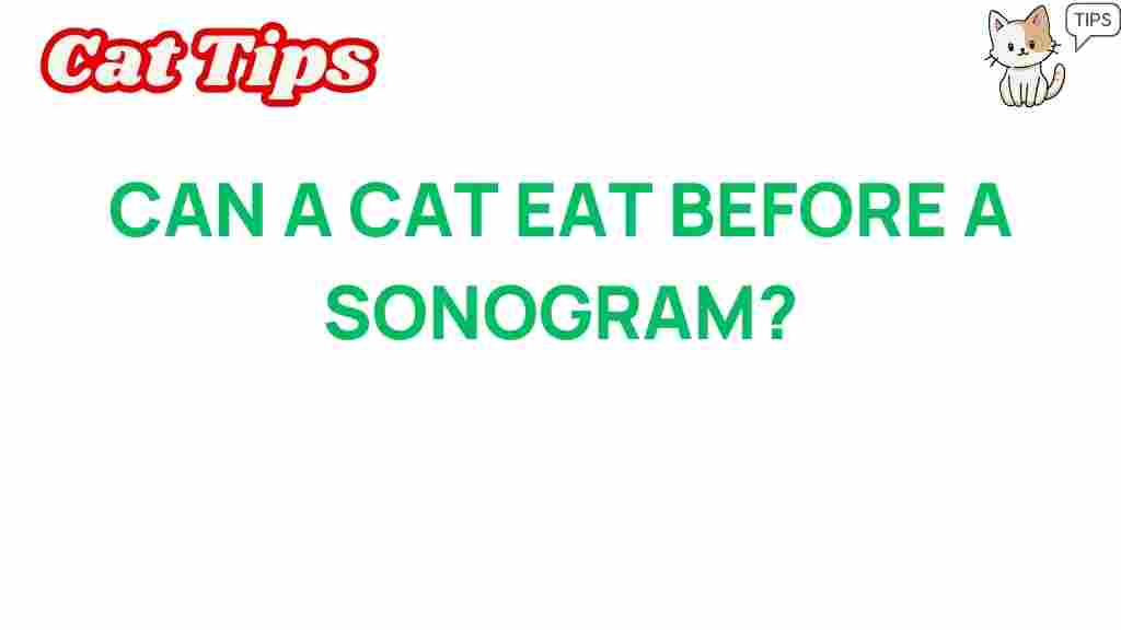 can-cats-eat-before-sonogram