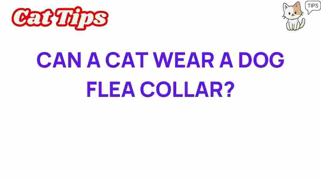can-a-cat-wear-a-dog-flea-collar