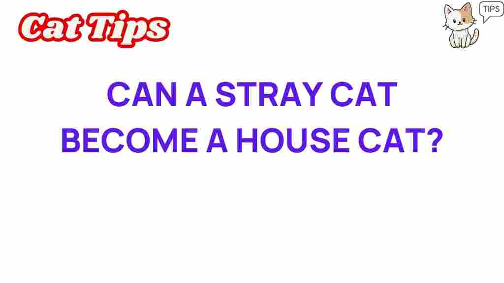 stray-cat-house-cat-transformation