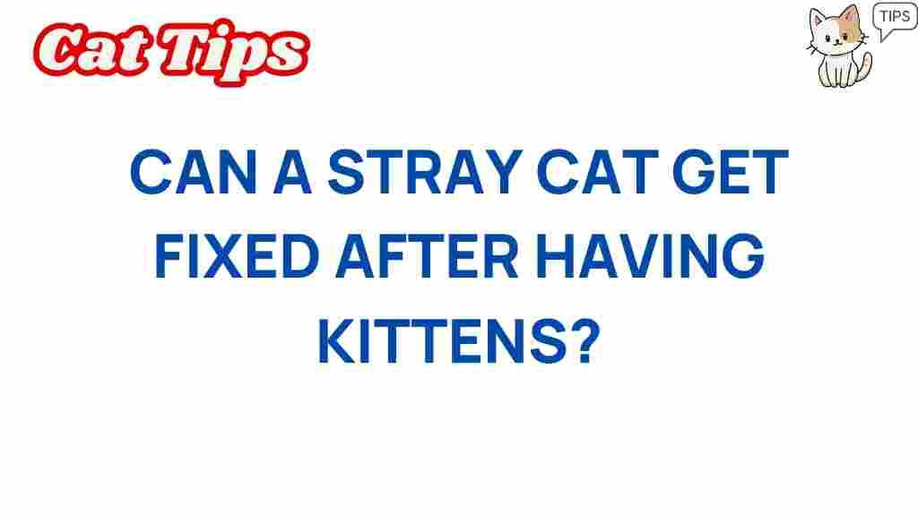stray-cat-fixed-after-kittens