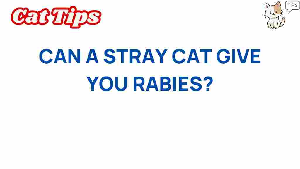 rabies-stray-cat-risk