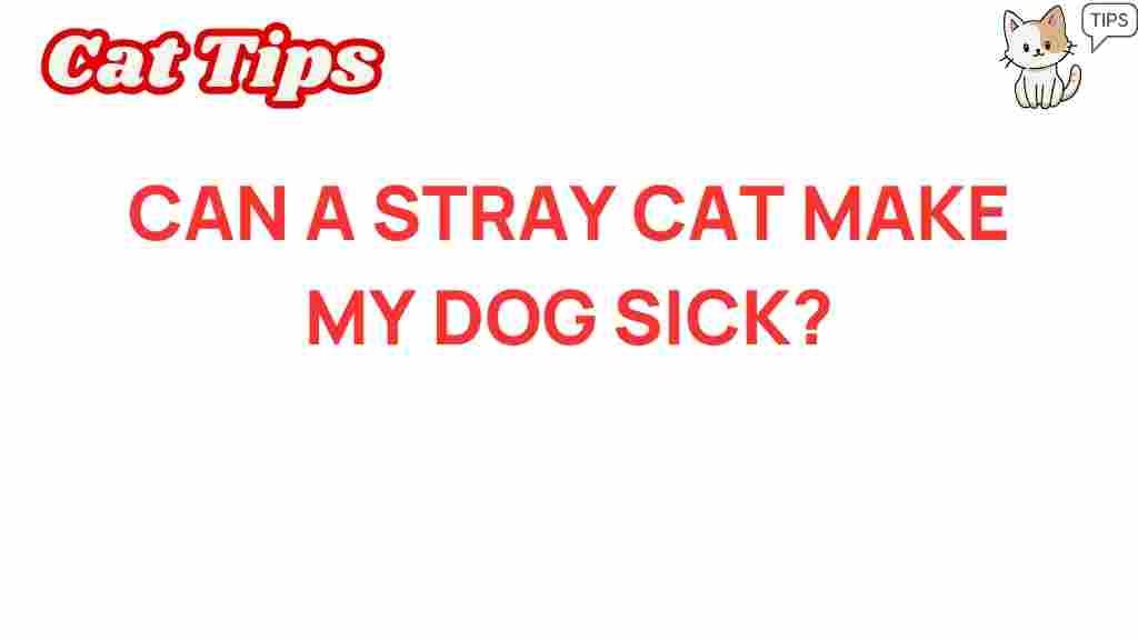 can-stray-cats-make-my-dog-sick