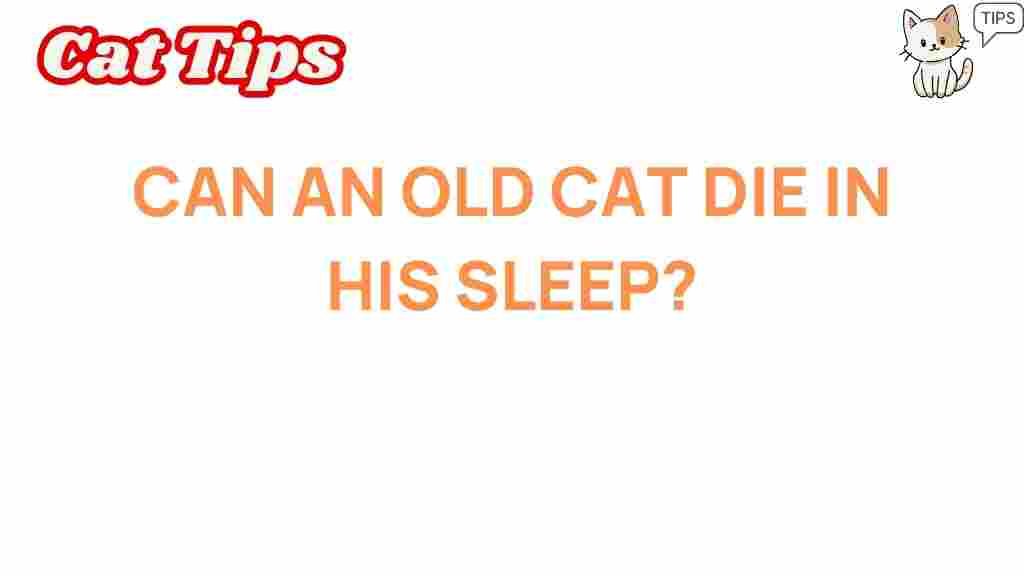 old-cats-die-in-their-sleep