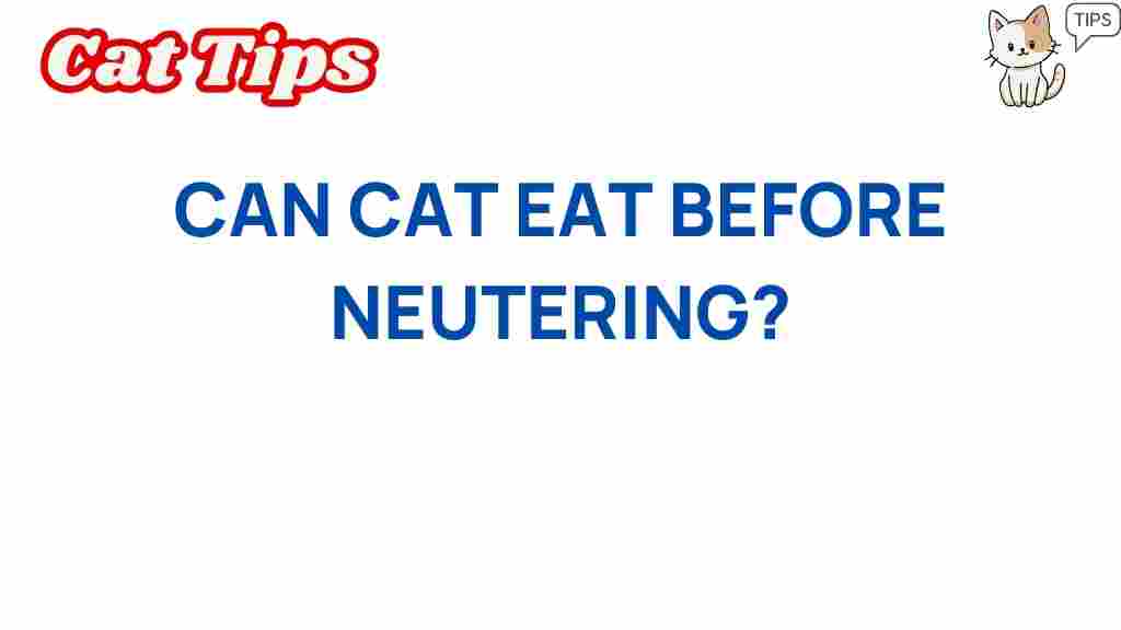 can-cats-eat-before-neutering