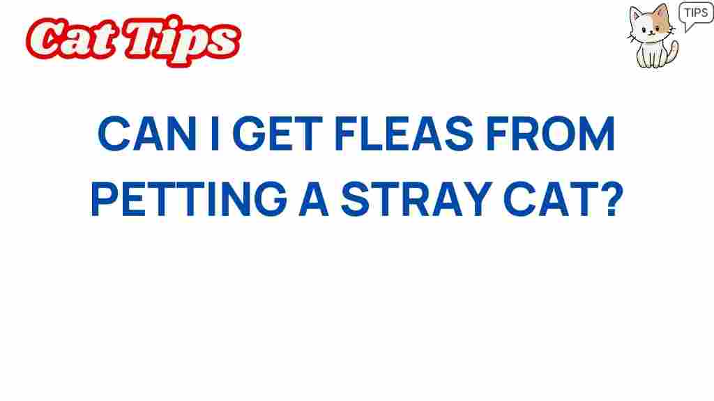 can-i-get-fleas-from-petting-stray-cats
