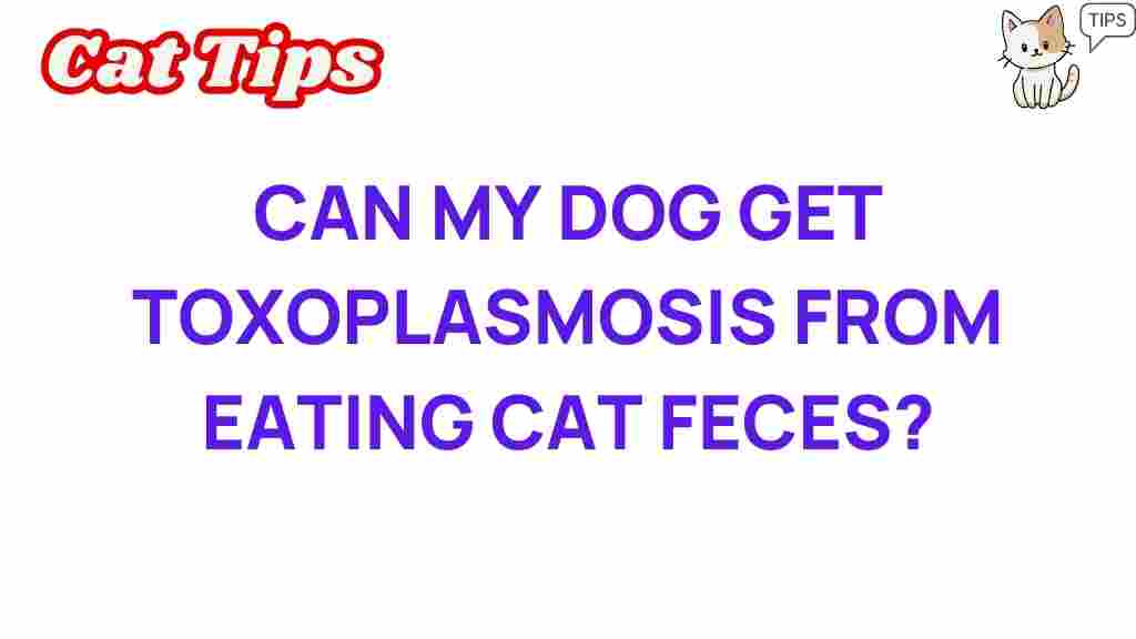 toxoplasmosis-dog-cat-feces