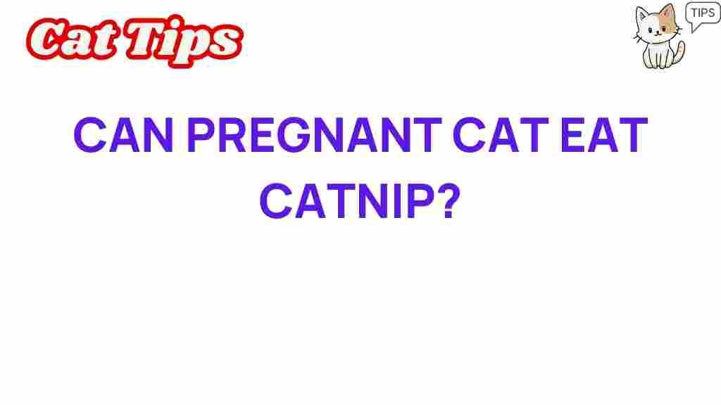 pregnant-cats-eat-catnip
