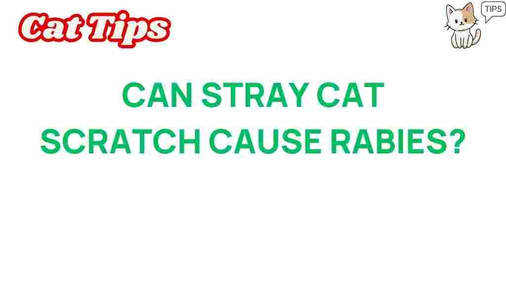 can-stray-cat-scratch-rabies