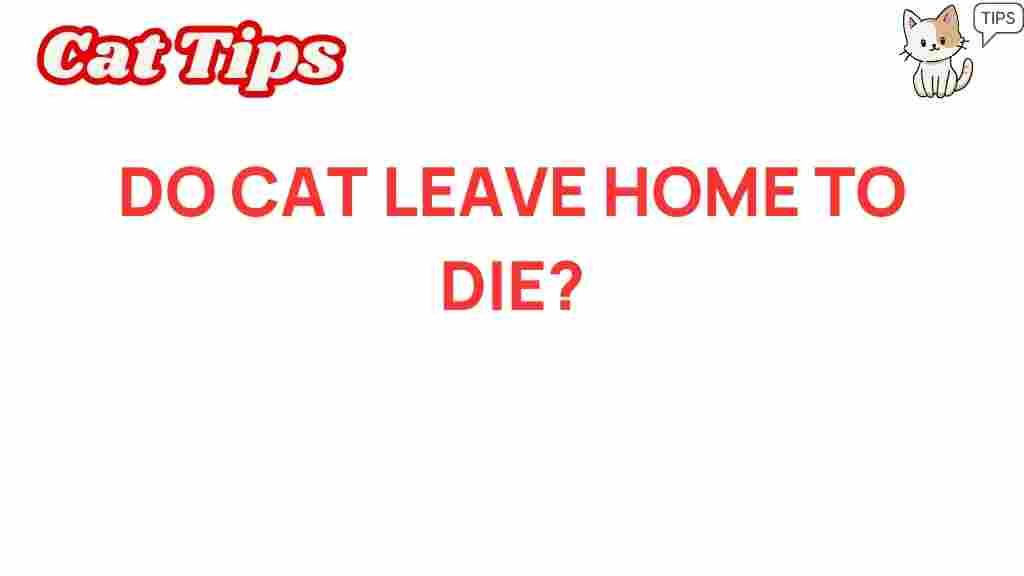 do-cats-leave-home-to-die