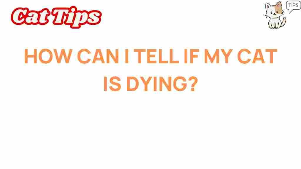 cat-health-signs-dying