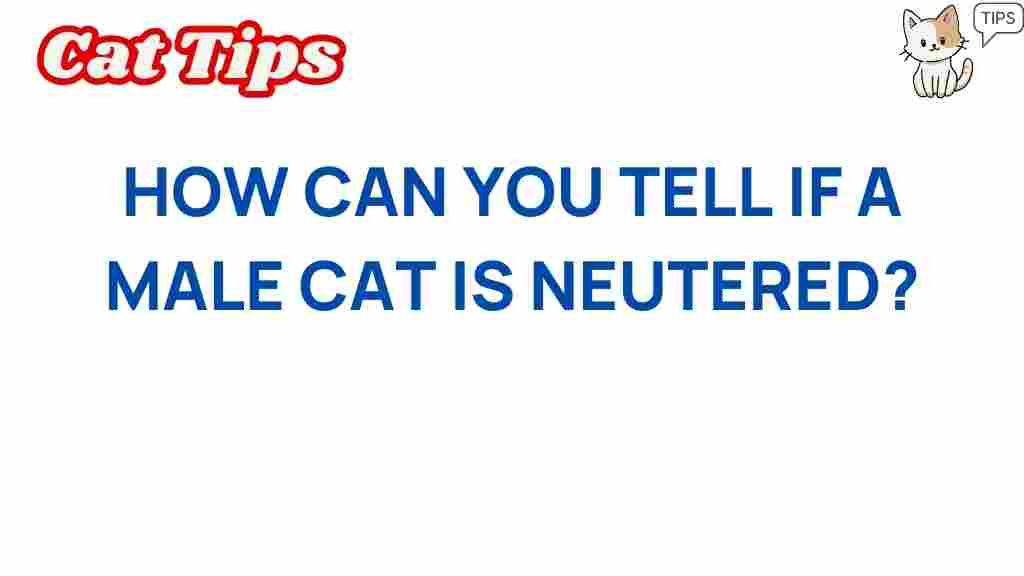 neutered-male-cat-identification