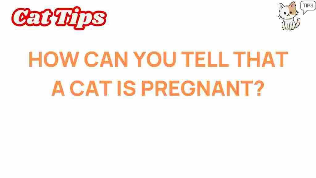 cat-pregnancy-signs