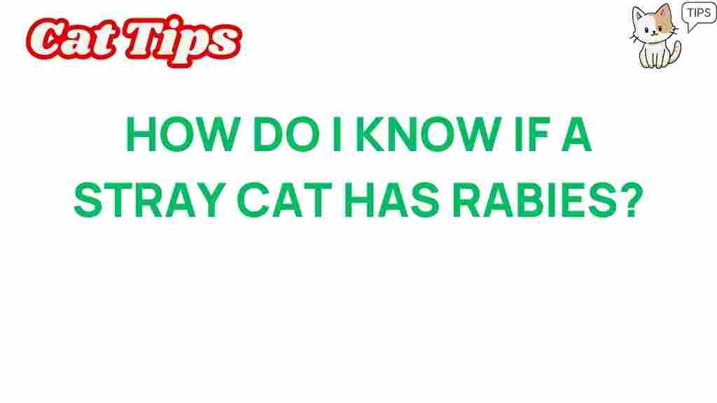 rabies-in-stray-cats