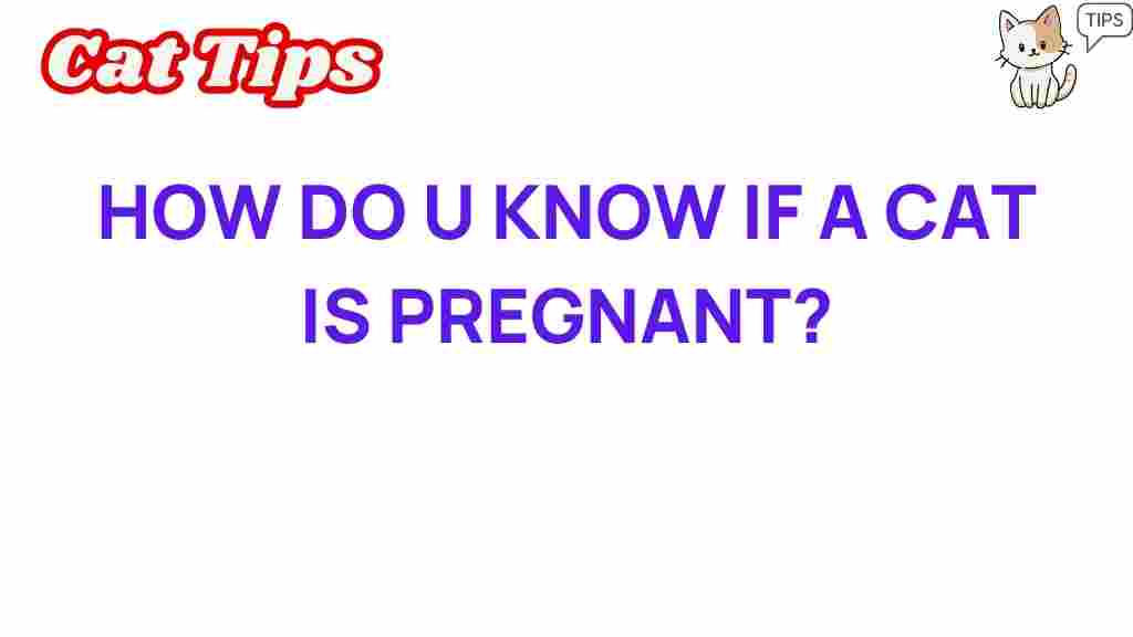 cat-pregnancy-signs