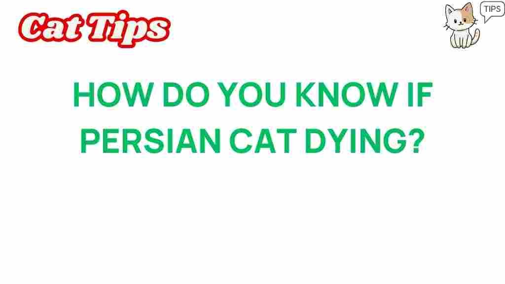 persian-cat-dying-signs