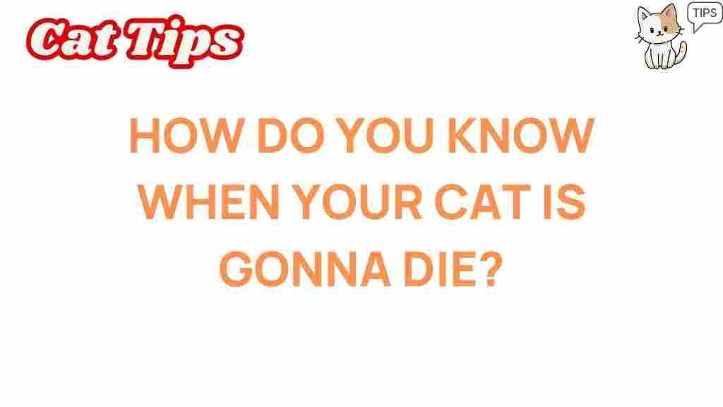 understanding-signs-cat-health