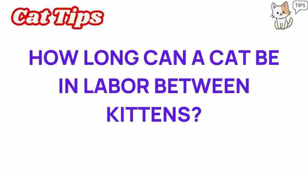 cat-labor-duration-between-kittens