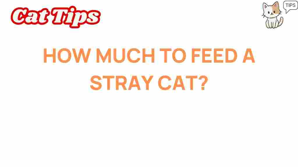 how-much-to-feed-a-stray-cat