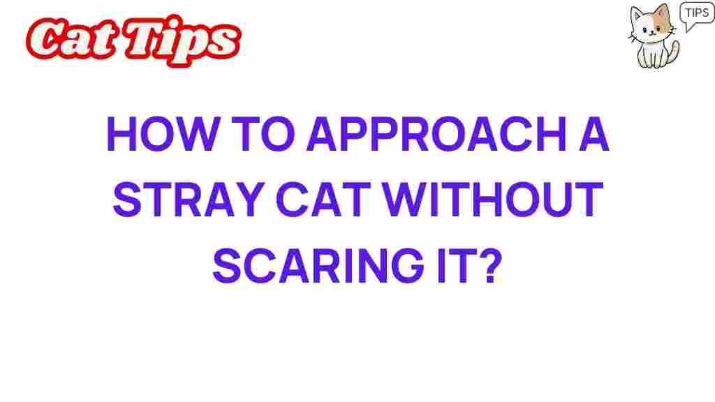 stray-cats-approach-guide