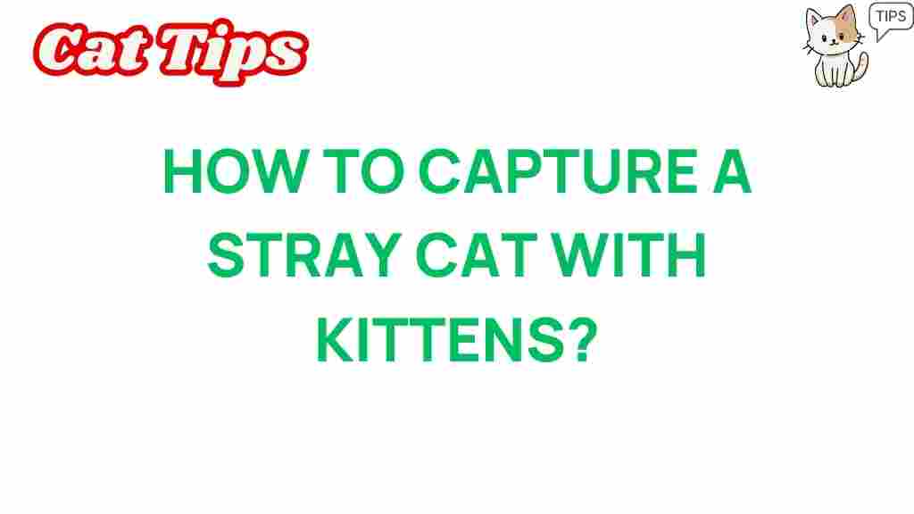 stray-cats-kitten-rescue