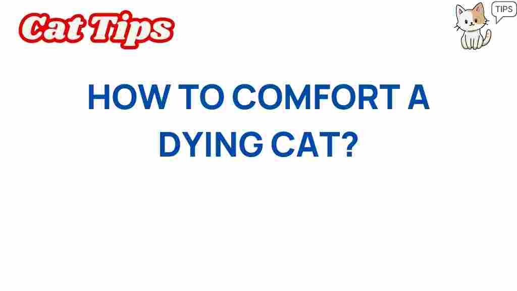 how-to-comfort-a-dying-cat