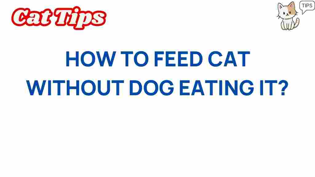 cat-feeding-without-dog-stealing