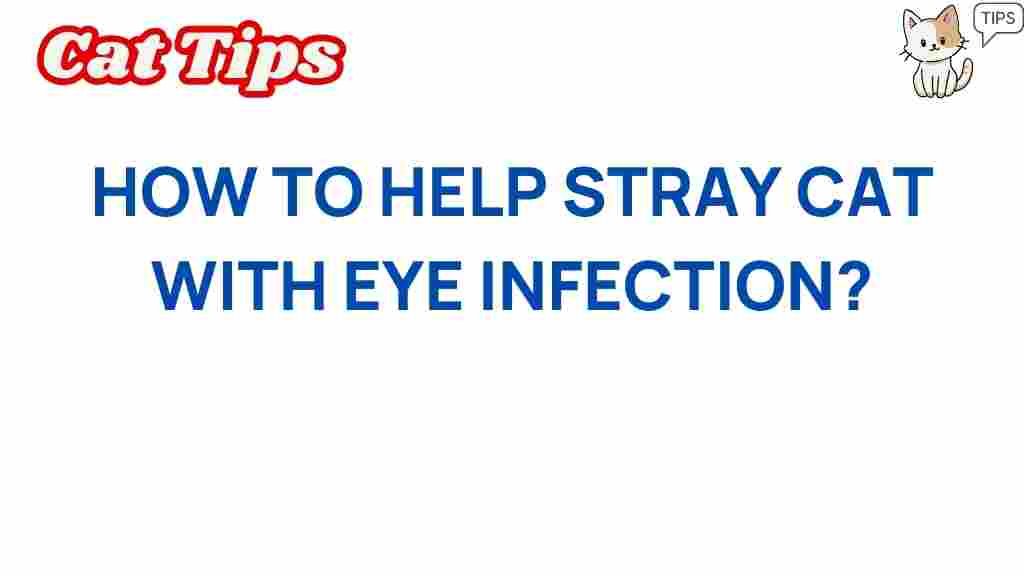 stray-cats-eye-infections-help