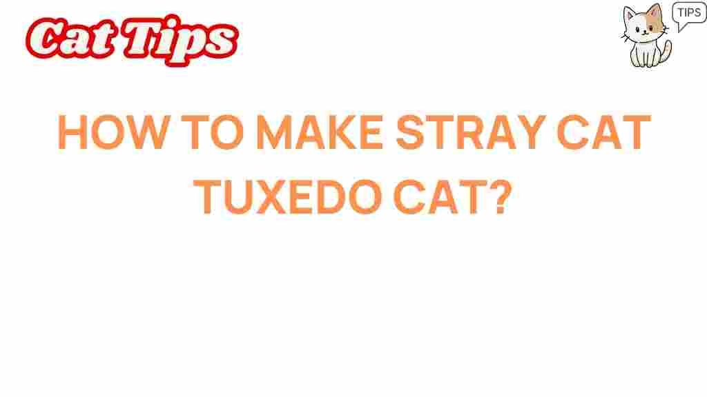 stray-cats-tuxedo-companions