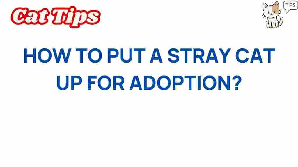 stray-cat-adoption-guide