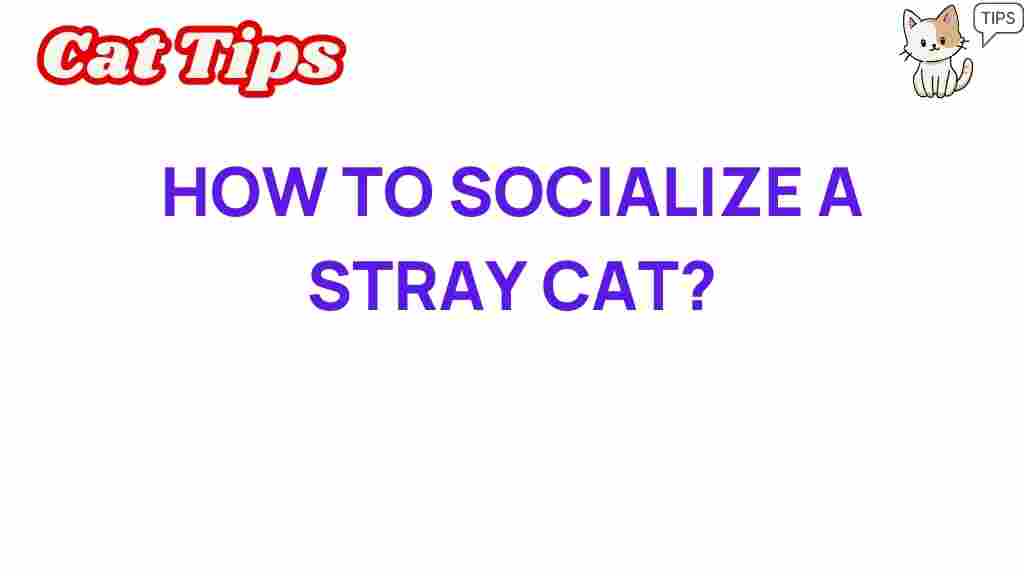 stray-cat-socialization-secrets