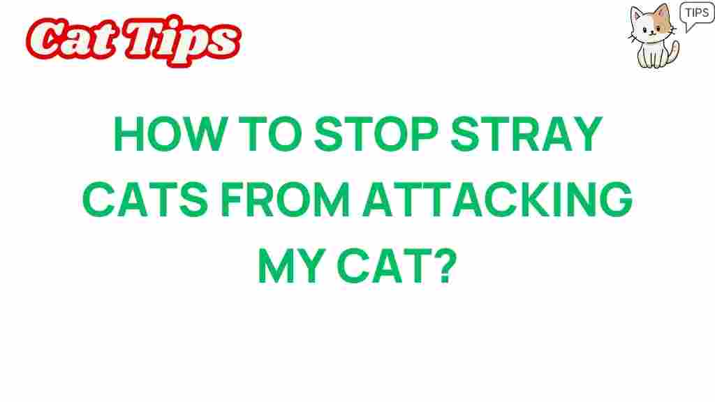 protect-your-cat-from-stray-cats