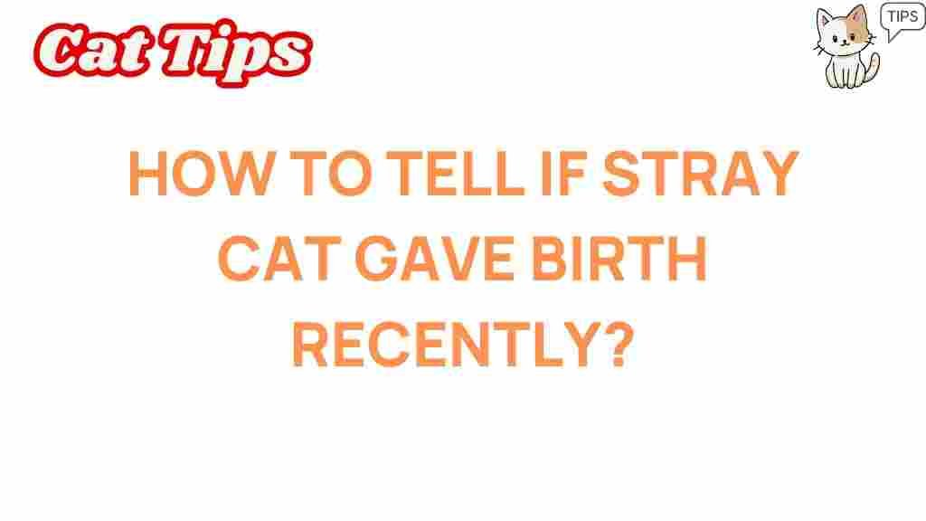 stray-cat-birth-signs