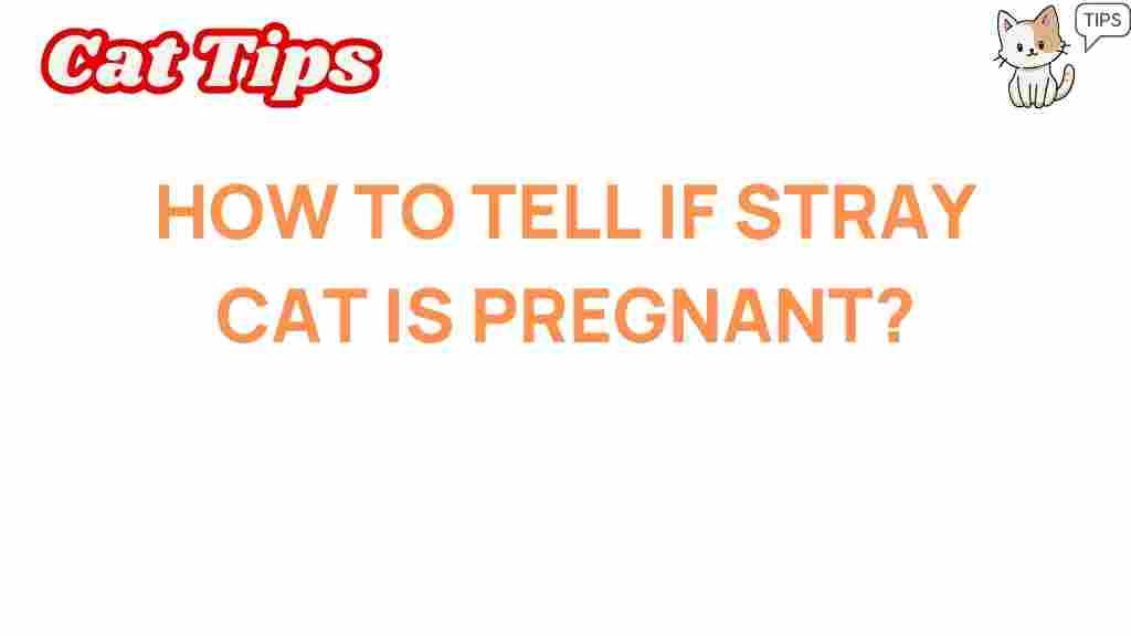 stray-cat-pregnancy-indicators