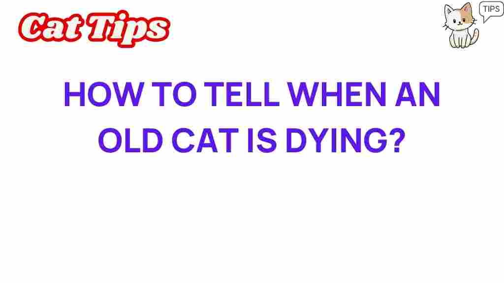 aging-cat-signs-dying