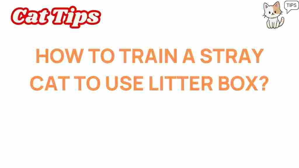 litter-training-stray-cats