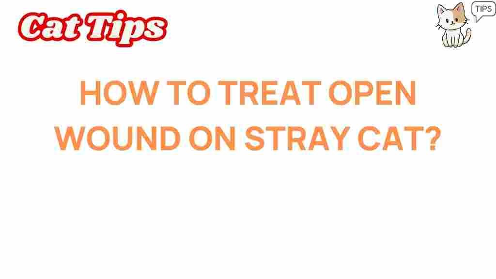 treat-open-wounds-stray-cats