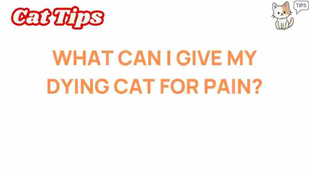 dying-cat-pain-relief