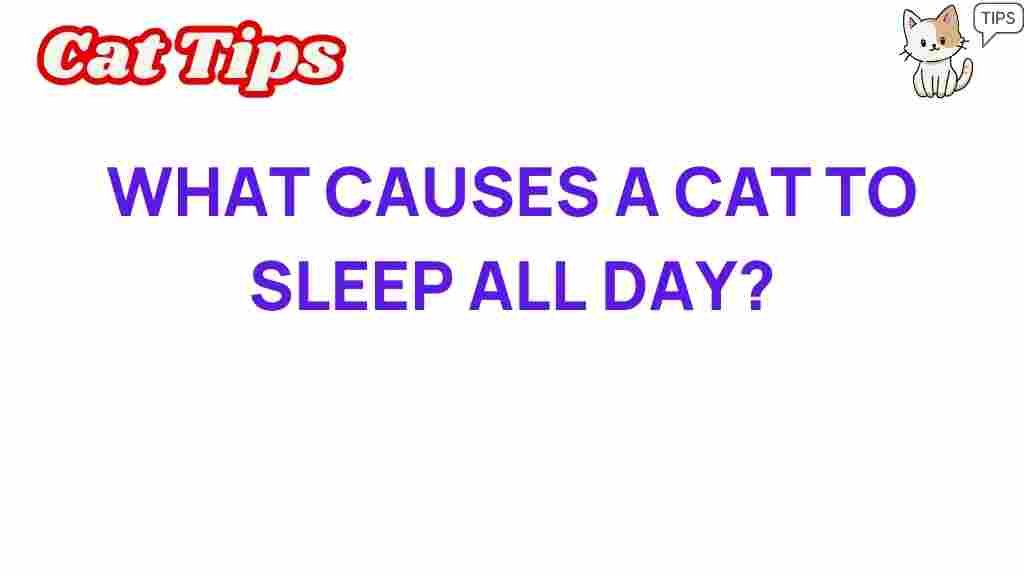 cat-sleep-patterns