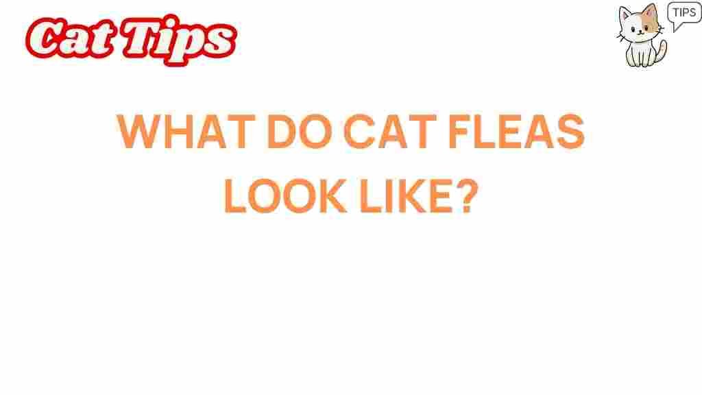 cat-fleas-appearance