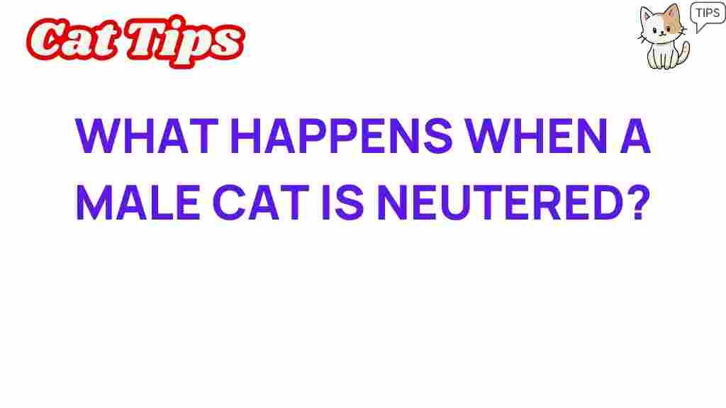 male-cat-neutering