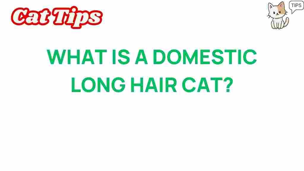 domestic-long-hair-cat