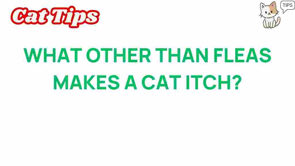 cat-itch-hidden-causes