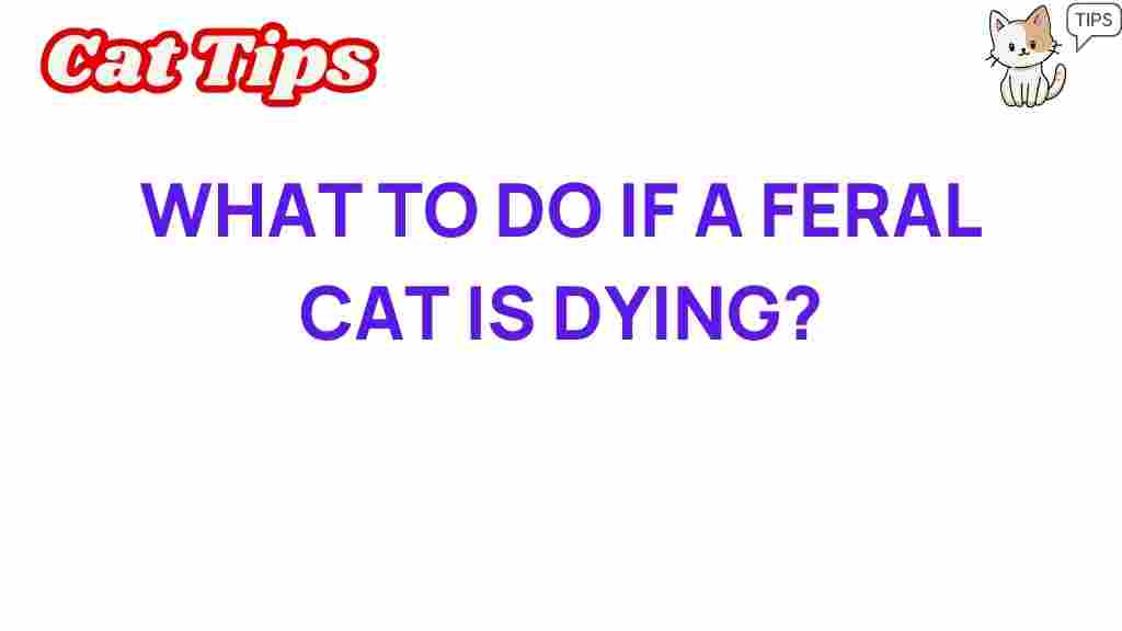 feral-cat-dying-assistance