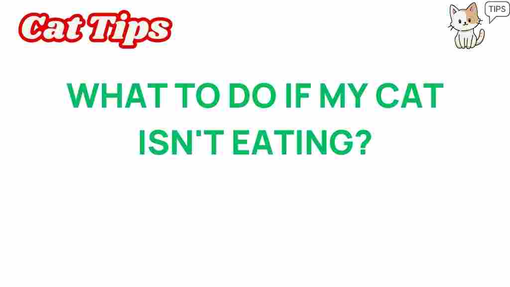 is-your-cat-refusing-to-eat