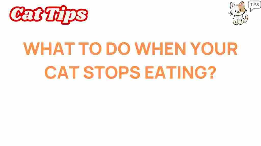 cat-health-stops-eating