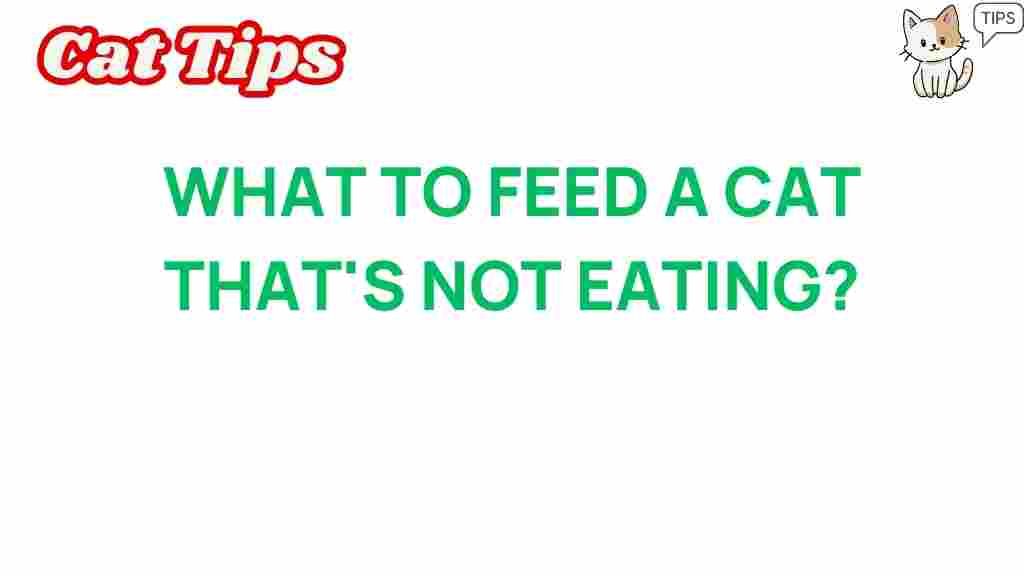 what-to-feed-a-cat-not-eating