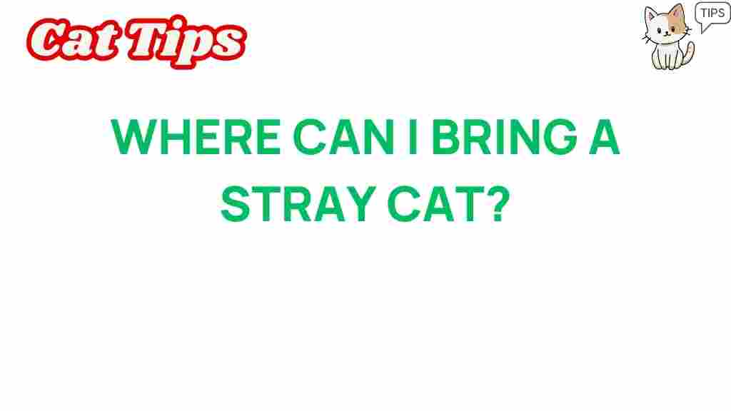 where-to-take-a-stray-cat